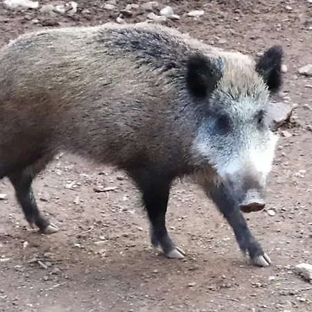 Casa Fausto Cerca De Dinopolis Formiche Alto