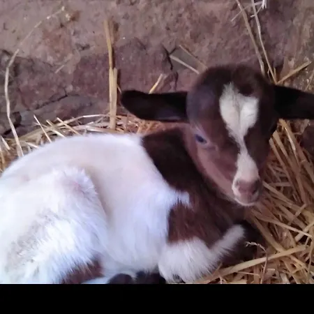 Casa Fausto Cerca De Dinopolis Nyaraló Formiche Alto