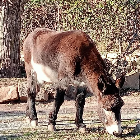 Casa Fausto Cerca De Dinopolis Formiche Alto