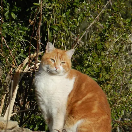 Casa Fausto Cerca De Dinopolis Feriehus Formiche Alto