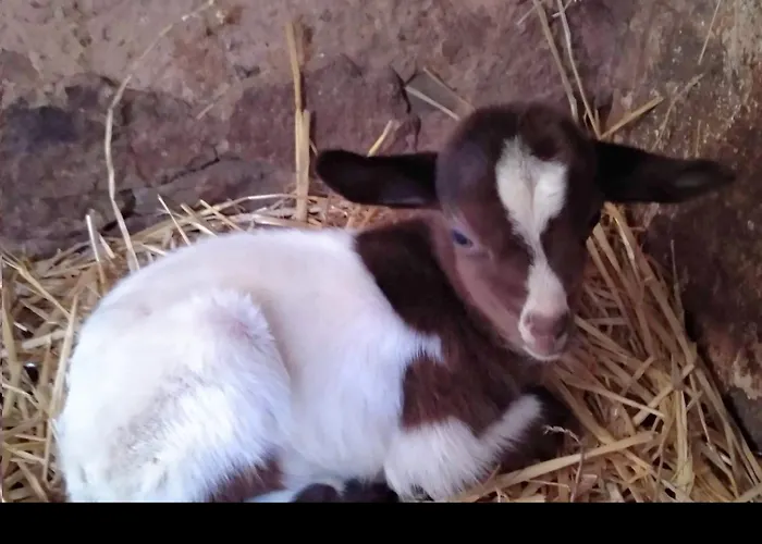 Casa Fausto Cerca De Dinopolis 度假居 Formiche Alto